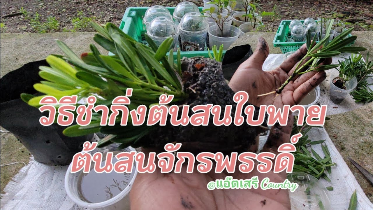 เกษตรพอเพียง ไม้มงคลวิธีชำกิ่งต้นสนใบพาย ต้นสนจักรพรรดิ์ ไม่ใช้น้ำยาเร่งราก เกษตรผสมผสาน