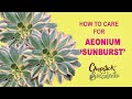 How to Care for Aeonium ‘Sunburst’ (Succulent Care Tips)