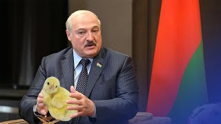 Кража века! В Шклове украли более 18 000 цыплят / Новости
