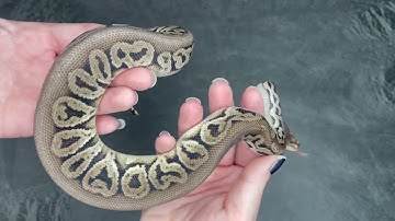 VPI Axanthic Pastel Black Pastel 50% Het Puzzle Ball Python - 2022.11-5