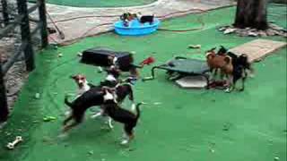 Wimauma Basenjis