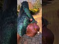 part 132/Types of pigeon in the world