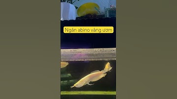Ngân abino vàng ươm bản cao #caucathugian #arowana #fish #nganlong