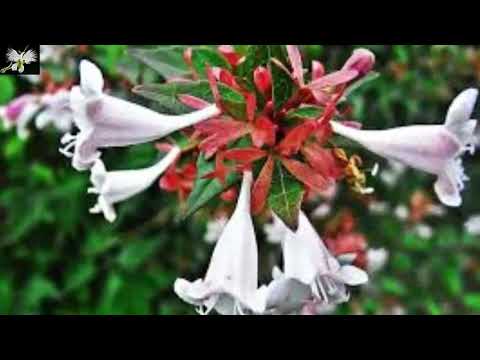 Video: Cómo cultivar arbustos Sobaria - Información sobre Sobaria False Spirea