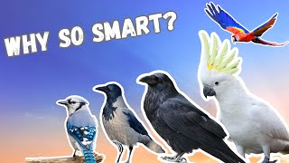 What makes corvids and parrots so intelligent?