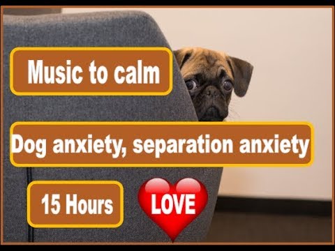 youtube music for dogs with separation anxiety