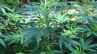 The bigkush genetics
