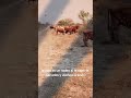 #vaqueros