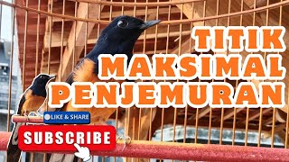 Download Lagu MENCARI EMOSI LEWAT PENJEMURAN #muraibatu #rawatanmuraibatu # MP3