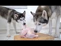 Husky Puppy Son and Dad vs A Huge Whole Raw Chicken (ASMR)