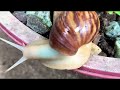 Snails, more than just slow? Unveiling the surprising facts! #snail #snails #utaniku