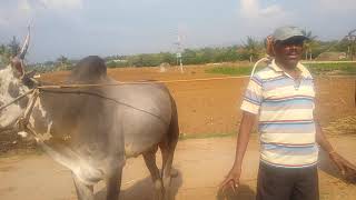Beautiful Hallikar Stud Bulls of Farmer GOPI, Pallanahalli, Sasallu Hobli, Doddaballapur Tq,