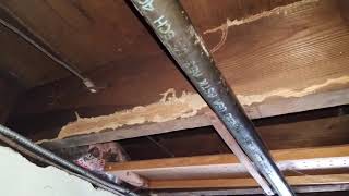Home Inspection Finds; Michael finds lots of termite damage