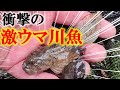 【衝撃】川で捕まえた魚、揚げて食べたらうますぎた…！