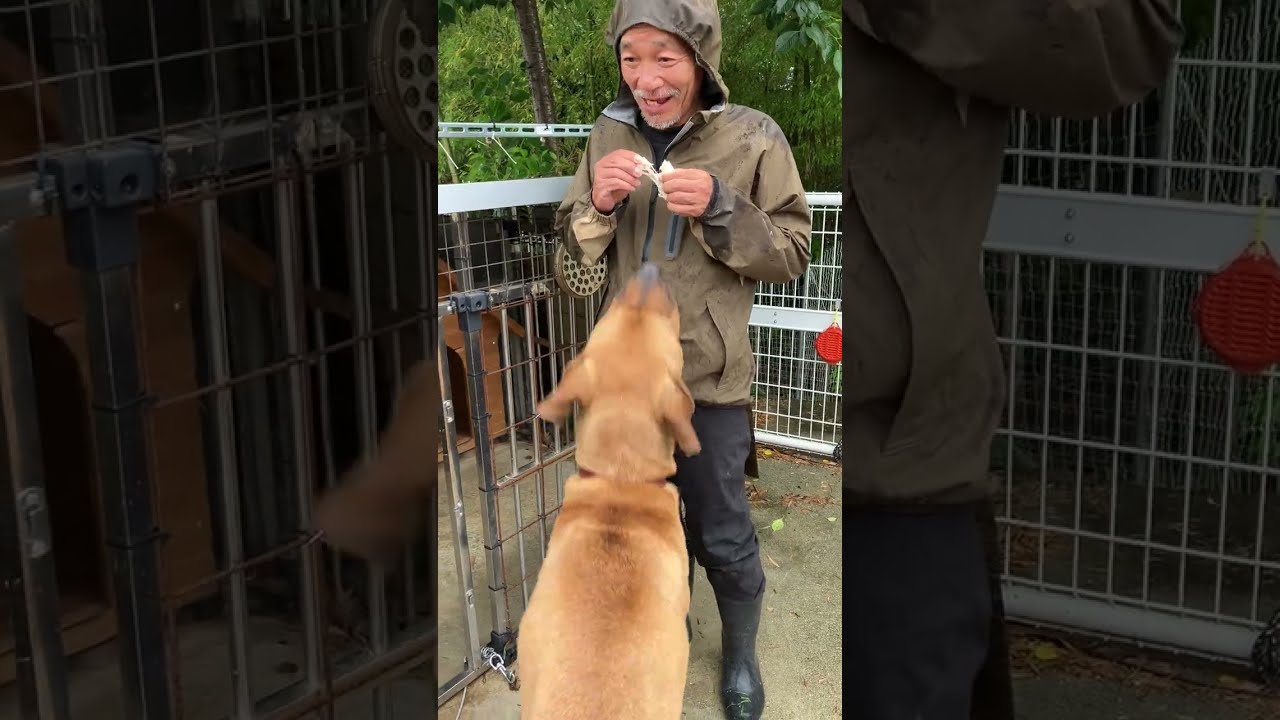 この犬トイプードルにならんか？