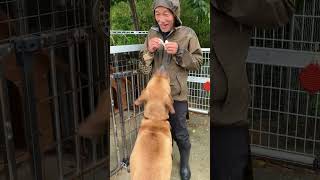この犬トイプードルにならんか？