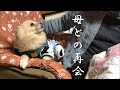 【帰省vlog】お母さん、おかえりなさい！母が退院しました！！！