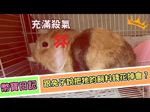 兔子聽得懂人話? 跟兔子說把牠的飼料錢花掉，竟然生氣到賞了我這個...  | 兔兔日常EP.03 | ChampKnows【冠軍知道】