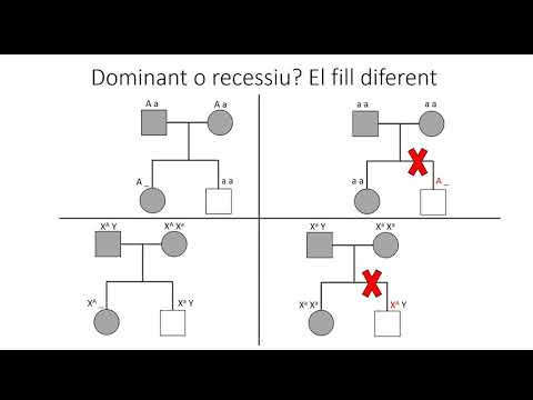 Vídeo: La miopatia nemalina és recessiva o dominant?