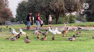 Hidden park hanford