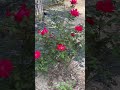 #youtubeshort / #roses / #relaxingsounds