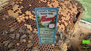 Part 1 Interview with Glynnis Lanier of  L. L. Lanier and Son's Tupelo Honey