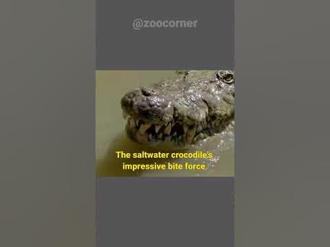 The Bite Force of Saltwater Crocodile is Highest in Animal Kingdom #