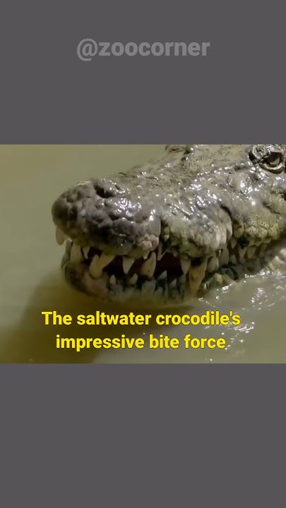 The Bite Force of Saltwater Crocodile is Highest in Animal Kingdom #