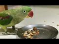 Ringneck green parrot