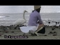 2011 Swan of Lake Izunuma 2