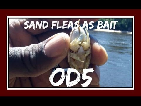 Using Sand Fleas as Bait 