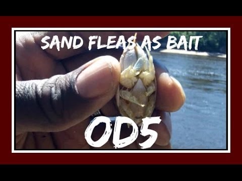 Using Sand Fleas as Bait