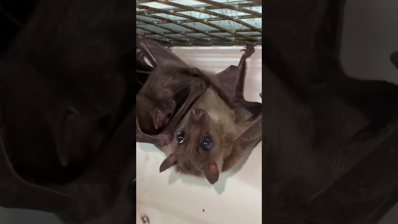 Существа, испугавшие весь мир. Fruit bats