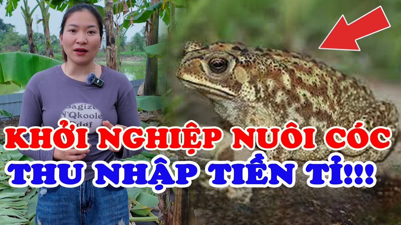 Nuôi con cóc: Vốn ít nhưng lợi nhuận khiến nhiều người bất ngờ