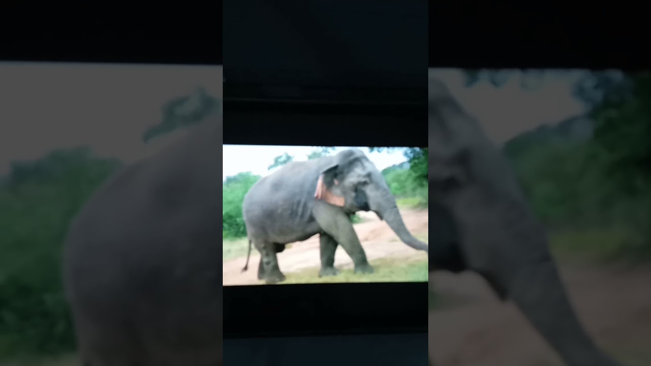 Asian Elephant Sound Effects
