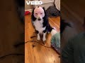 Kid Shaves Dog’s Face with Razor #FunnyFail #petmoments #kidsbeingkids #viralshorts #youtubeshorts