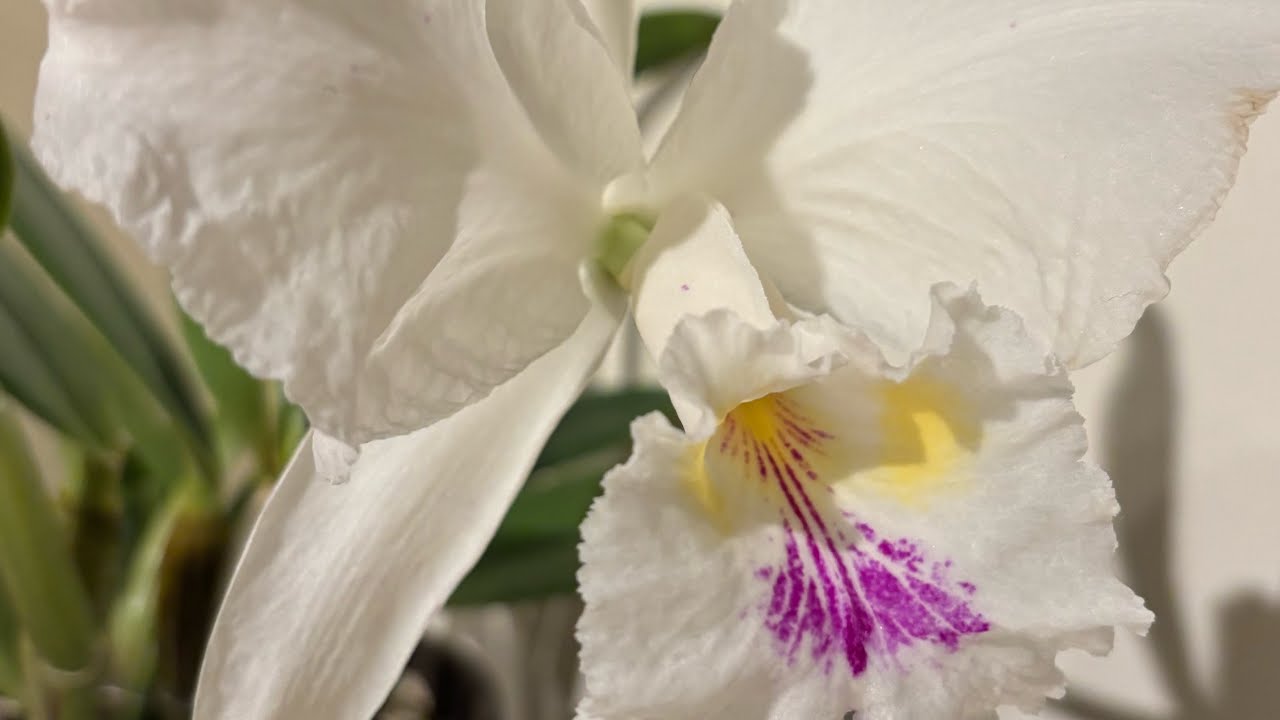 Конец года , орхидеи в моей коллекции. 