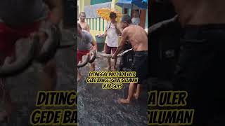 Download Lagu GILE DIKALA SENGAU AMING BUKAN MAIN GILE BANGET JADI TOKEK #seherhayyat #ai #film #sehar #lovestatus MP3