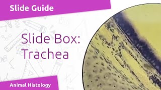 Virtual Slide Respiratory System - Trachea