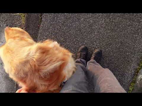 2026/3/30 ゴールデン・レトリバー！