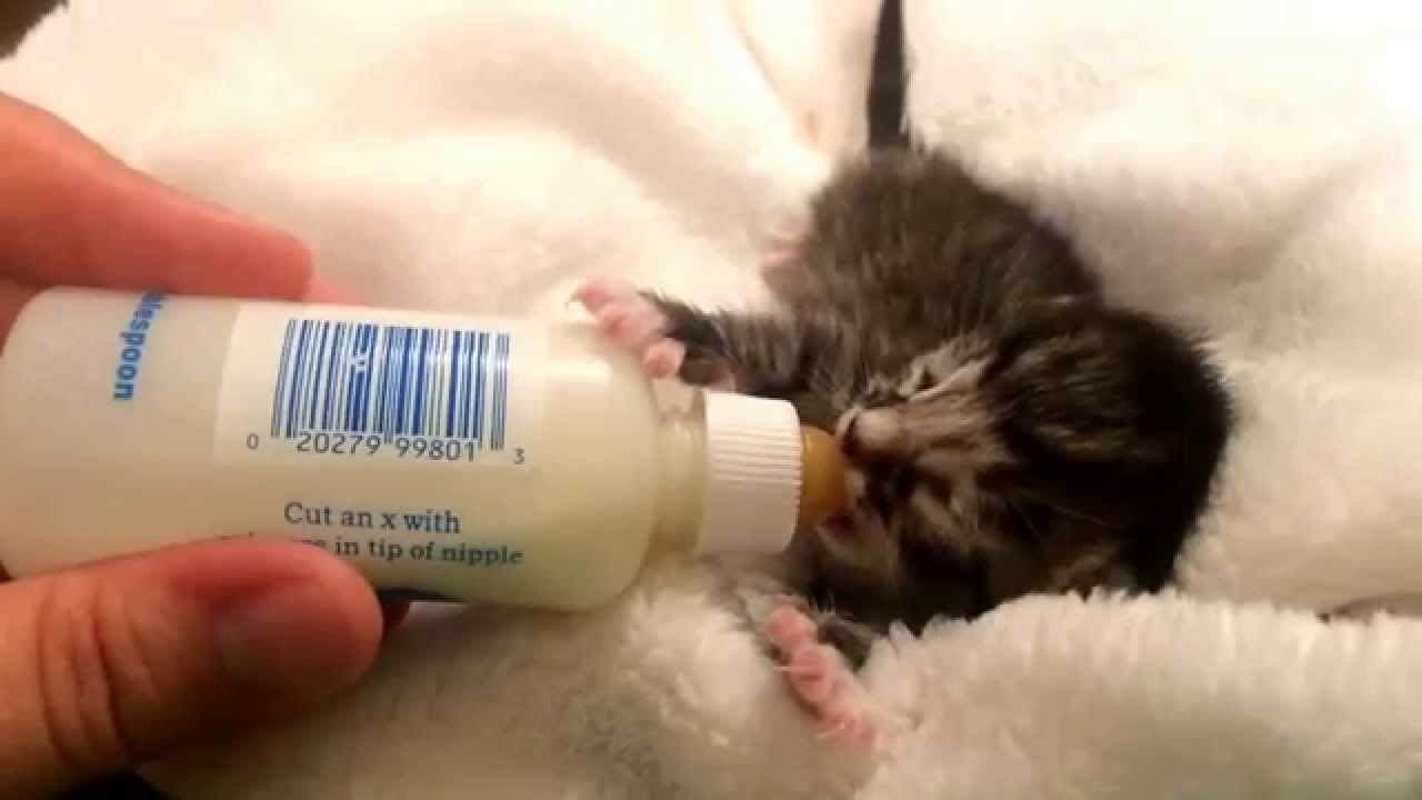 bottle feeding newborn kittens