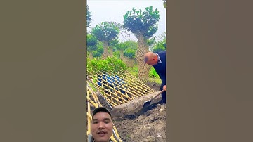 Hàng Rào Cây Cảnh Siêu Đẹp #garden