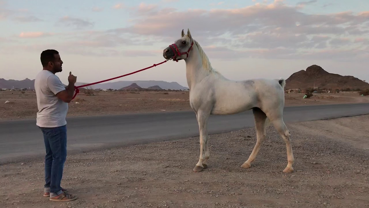 مع الحصان جاسر. ( عدم احترام. المقود ) untrained horse to respect the handler