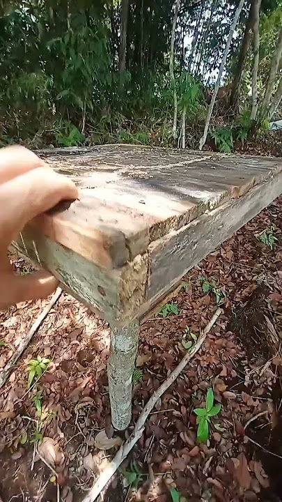 Get rid of termites from beehives without stings #shorts #kelulut #stinglessbee