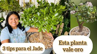 ESTA PLANTA VALE ORO 3 Tips para el arbolito de jade