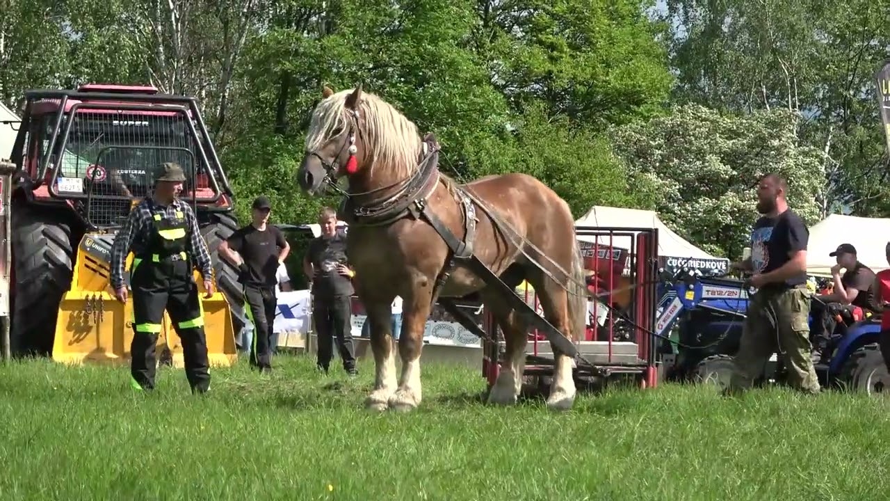 Kendo, tretie miesto v ťažkom ťahu vo váhovej kategórii nad 900 kg! (Kľačianska podkova 2024)