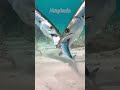 wildlife in hurghada under water #hurghada