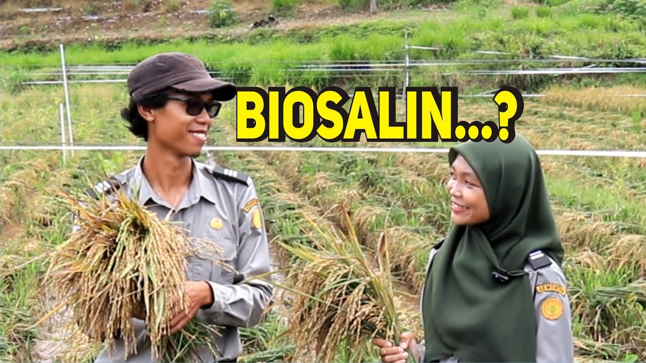 Padi Tahan Obat Untuk Apa