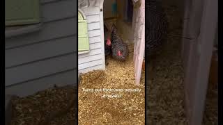Famous Astonishing Crow Heroes: Crows Guard Chickens from Deadly Hawks! #crow #corvids #hawks #chickens Profile