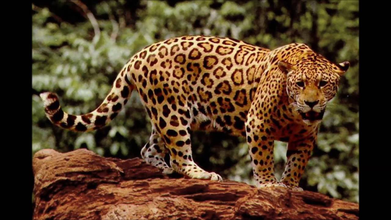Especial del Jaguar - YouTube
